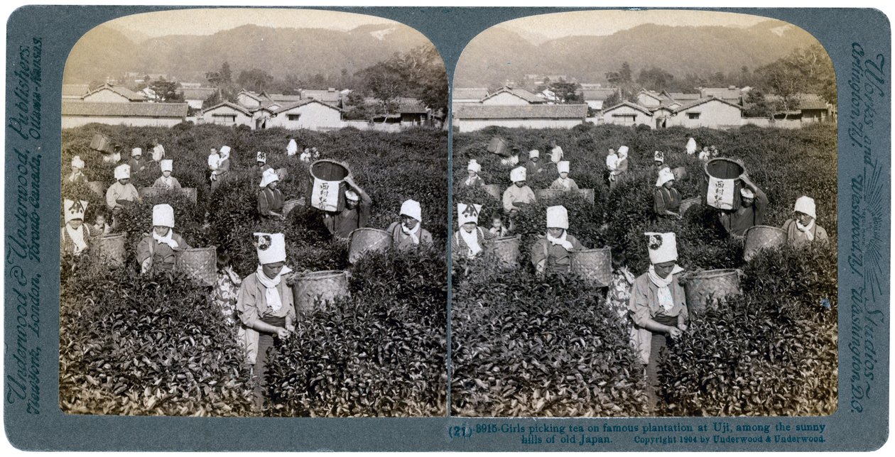 Flickor som plockar te på den berömda plantagen i Uji, Japan, 1904 av Underwood and Underwood