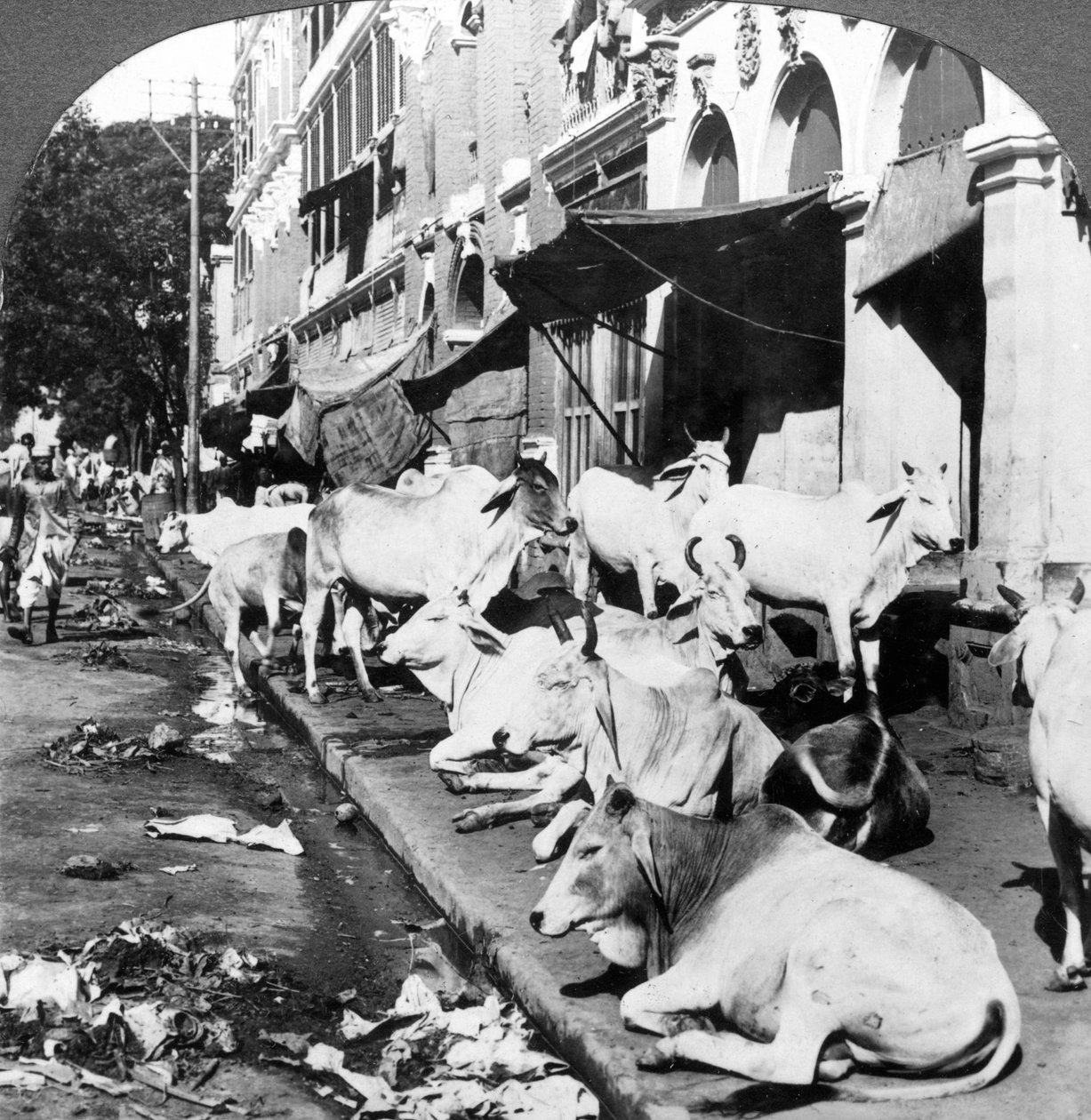 Hur hinduiska kor njuter av livet på Harrison Street, Calcutta, Indien, 1900-talet. av Underwood and Underwood