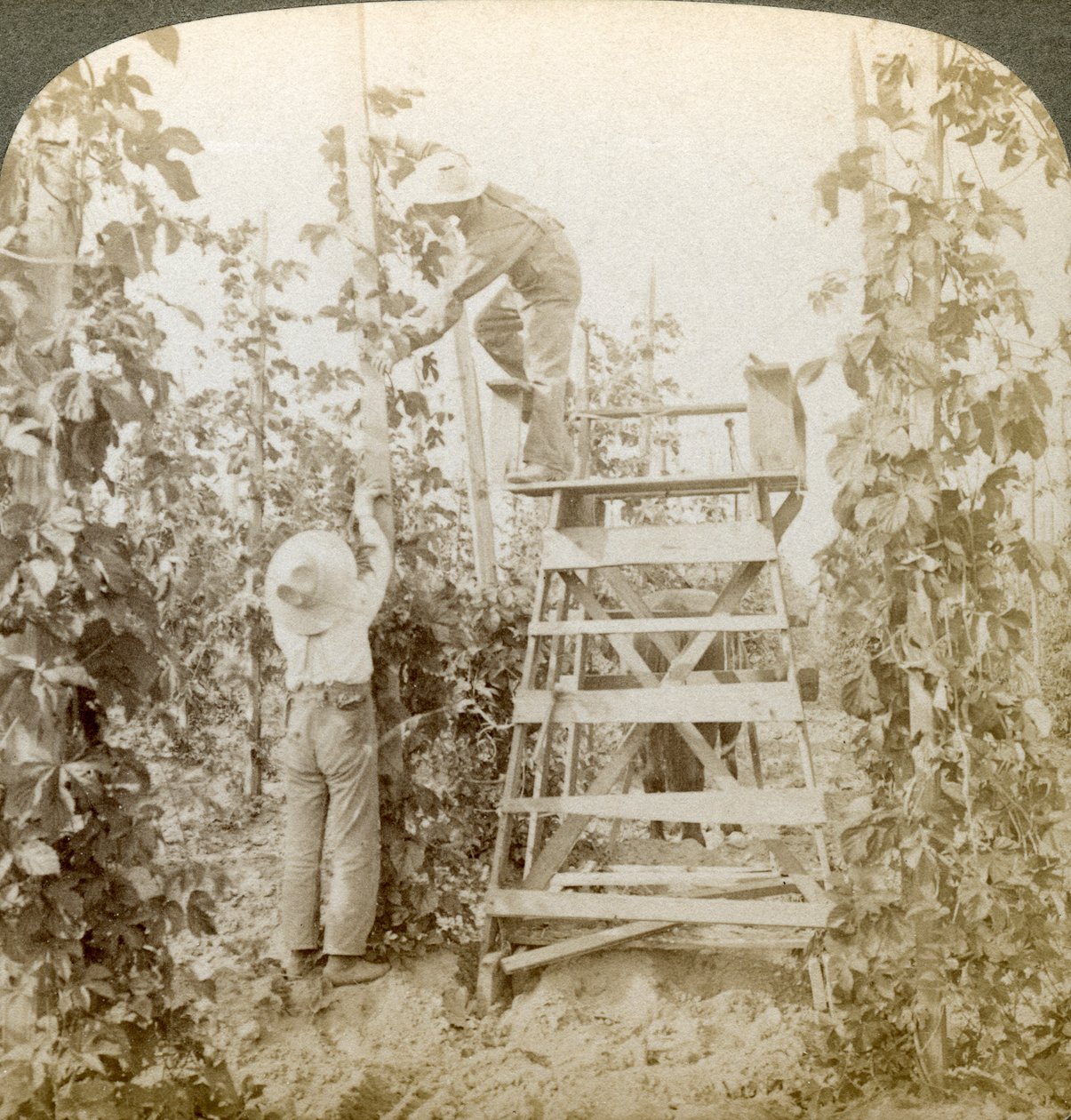 I Rich Hop District, Training the Vines, White River Valley, Washington, USA. av Underwood and Underwood
