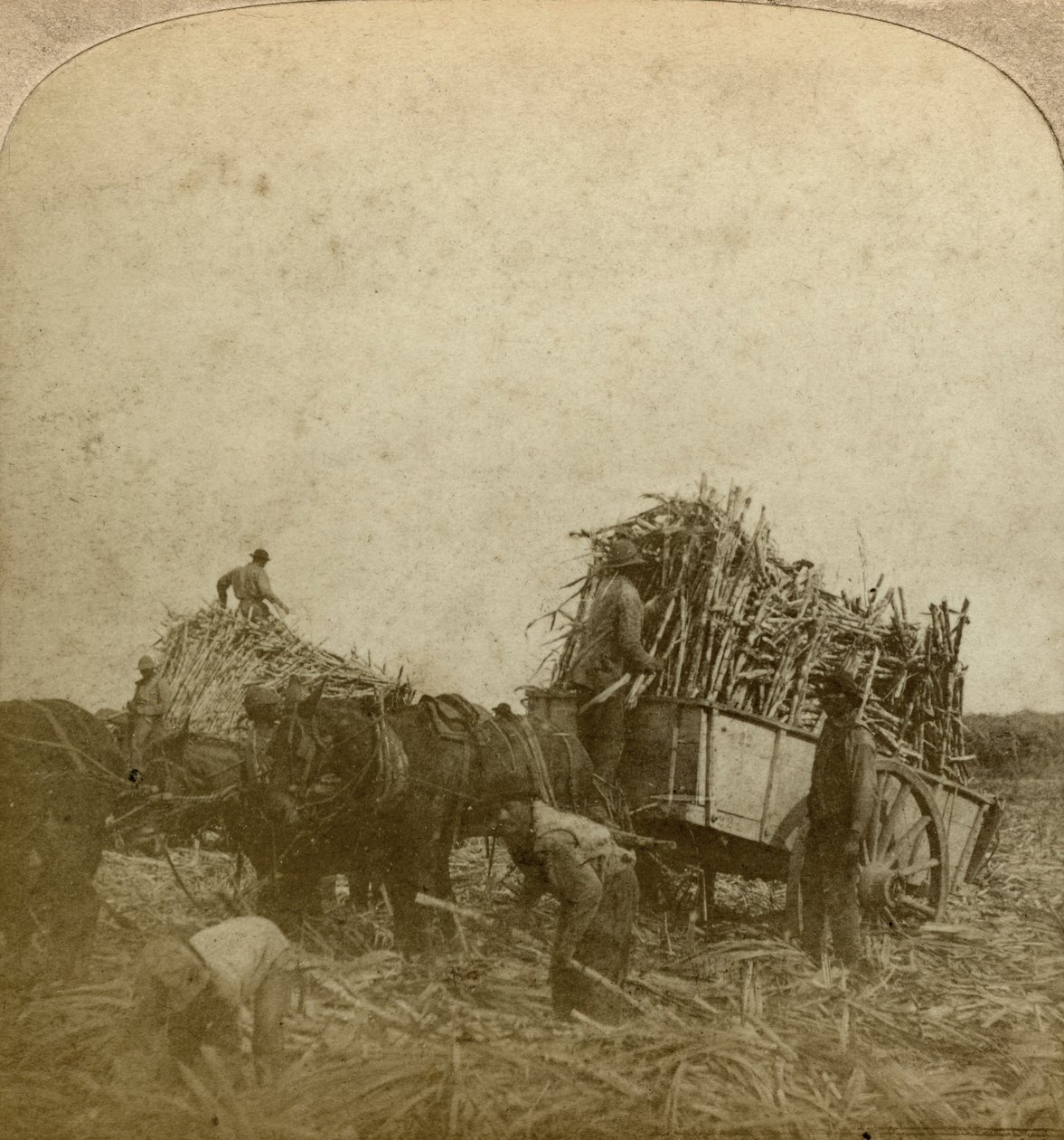 Laddar sockerrör, sockerplantage, Louisiana, USA. av Underwood and Underwood