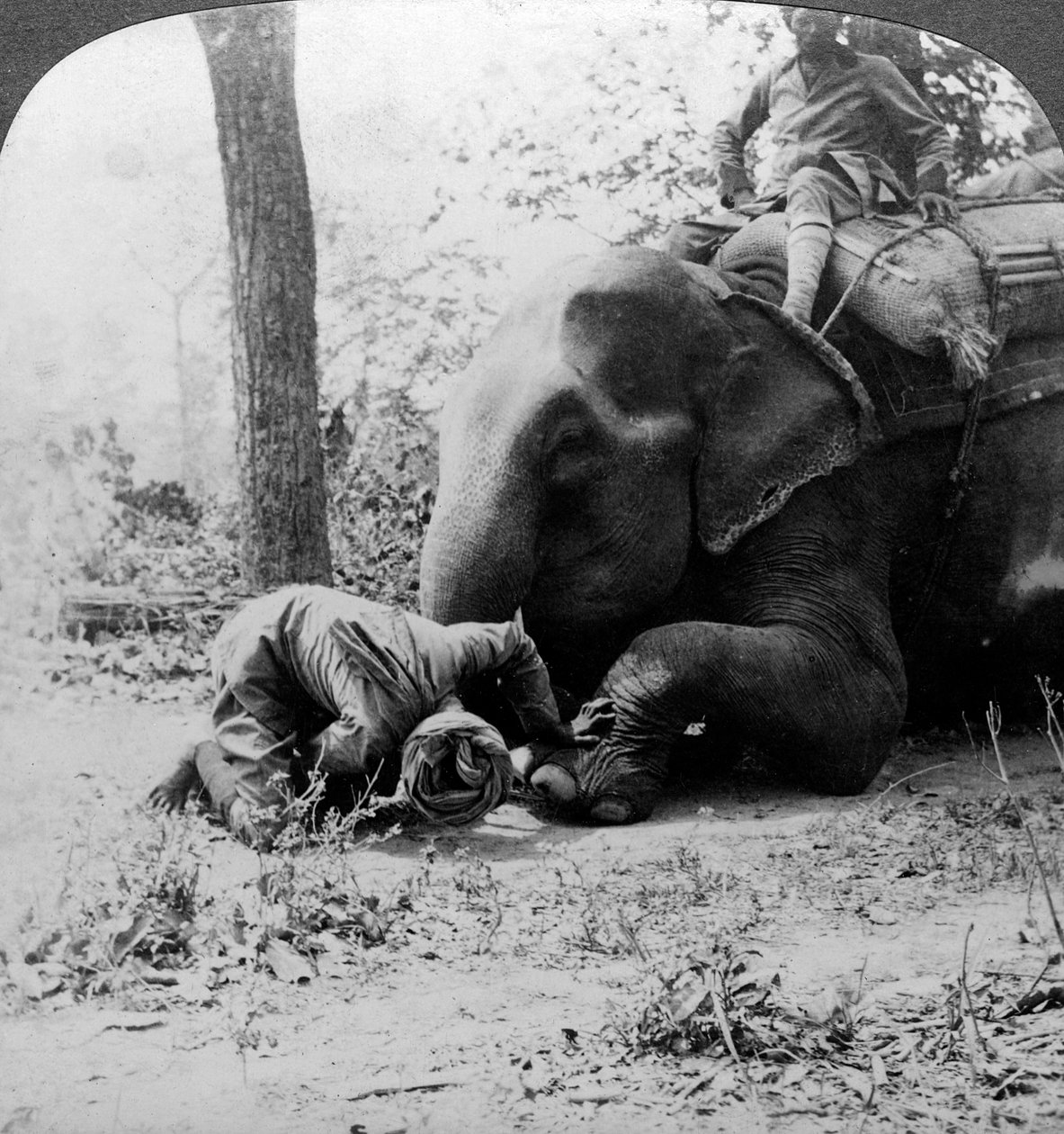 Mahout tar bort en tagg från en elefants fot, Behar tigerskott, Indien, c1900-talet. av Underwood and Underwood