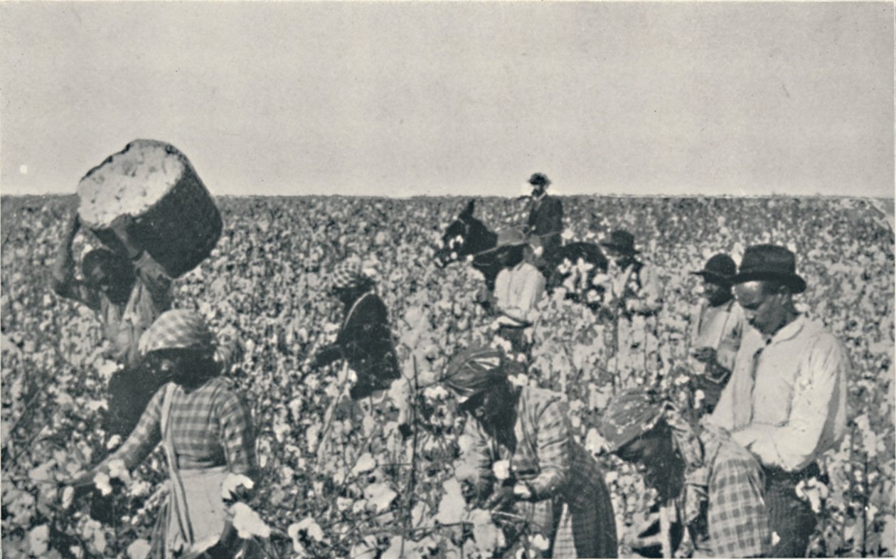 Plockar bomull, 1916 av Underwood and Underwood