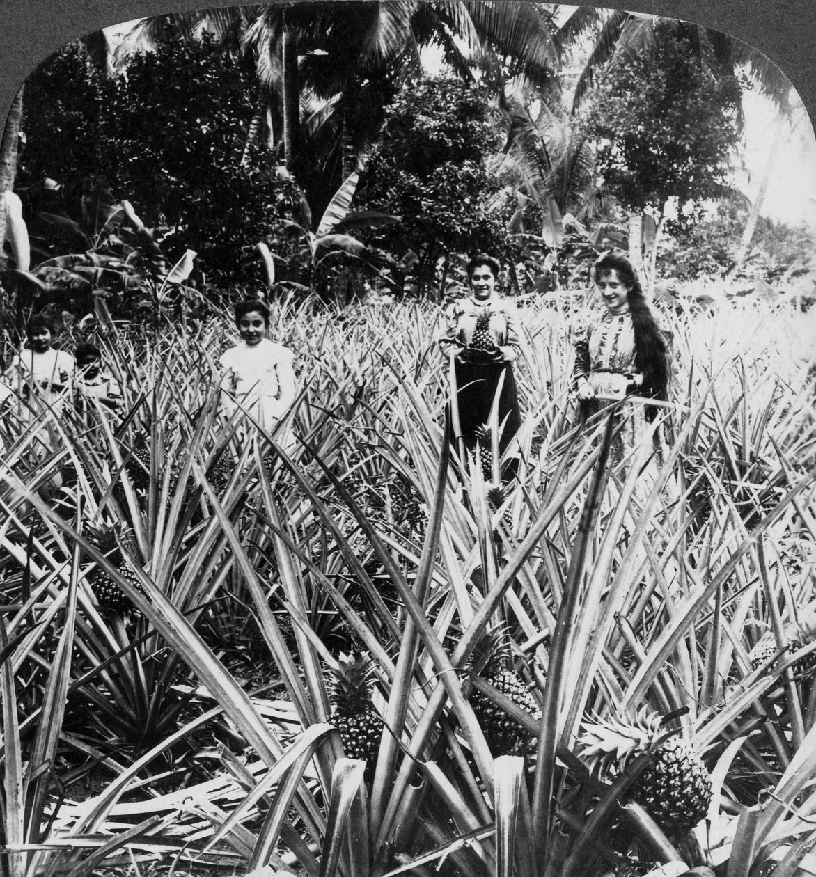 Ananasfält, Mayaguez, Puerto Rico. av Underwood and Underwood