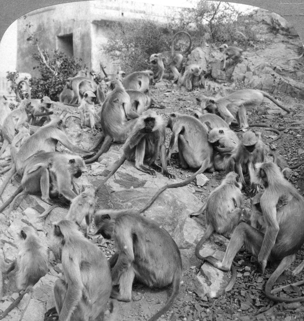 Heliga apor i Galta, nära Jeypore, Indien, 1904. av Underwood and Underwood