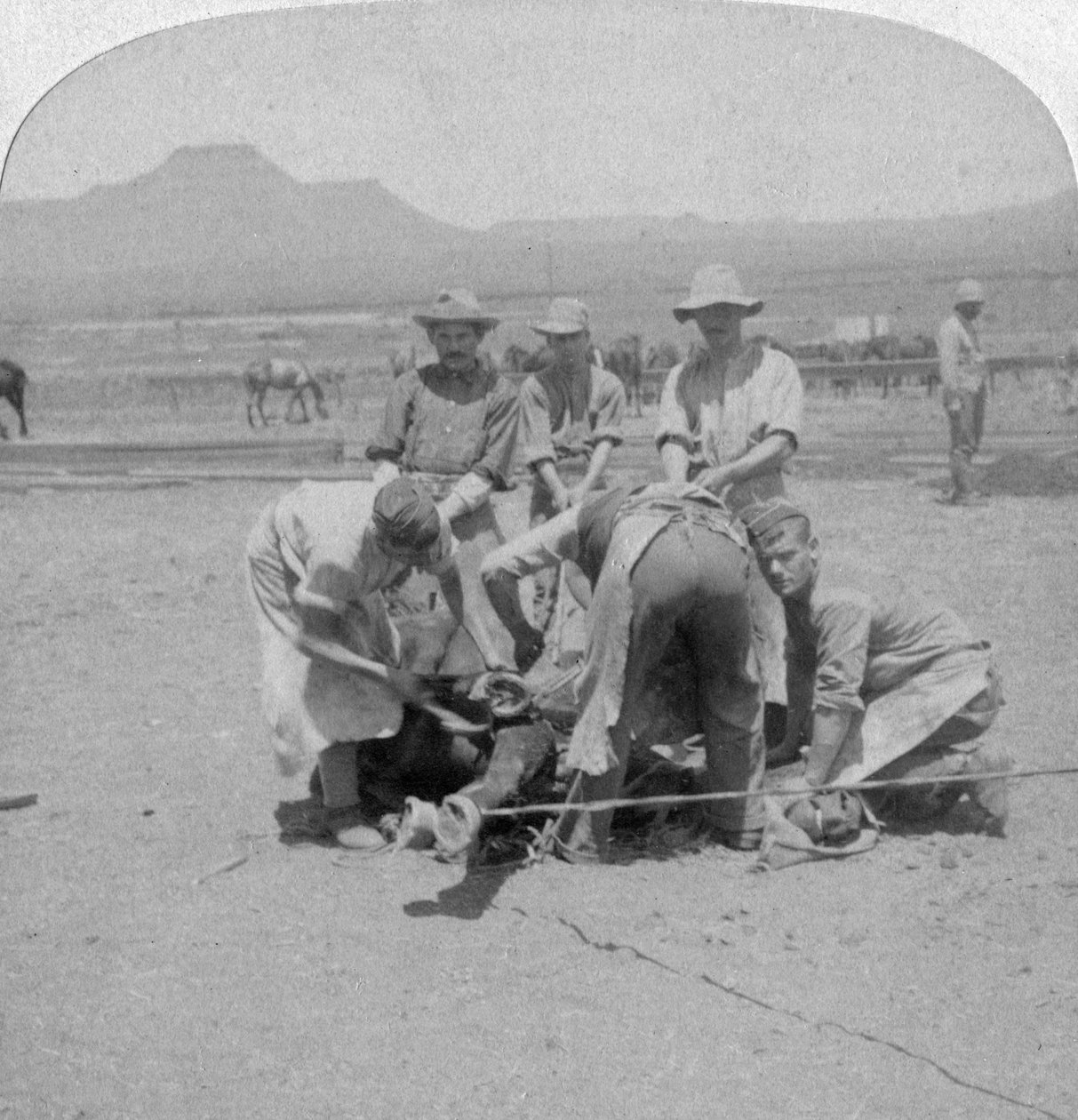 Skoning av hästar vid Naauwpoort, Sydafrika, Boer War, 1900 av Underwood and Underwood