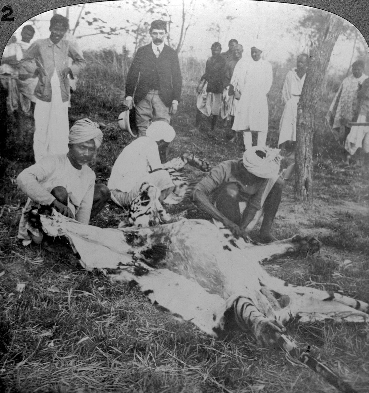 Att flå en död tiger, skott av Maharajah av Cooch Behar, Indien, c1900-talet. av Underwood and Underwood