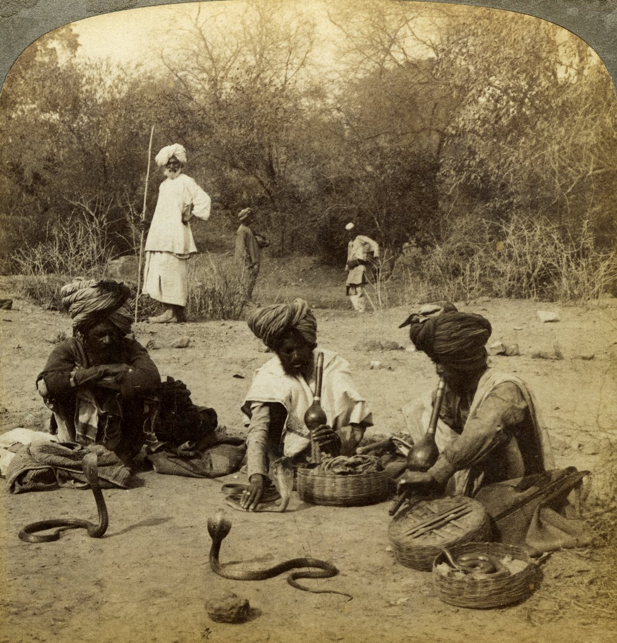 Ormtjusare, Delhi, Indien. av Underwood and Underwood
