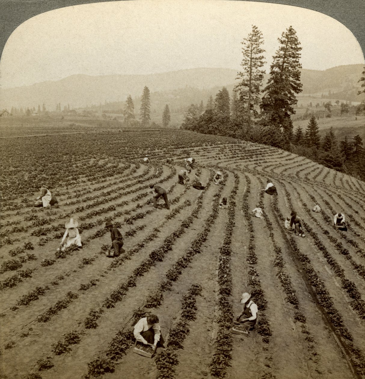 Jordgubbsplockning, Cedar Creek Farm, Hood River Valley, Oregon, USA. av Underwood and Underwood