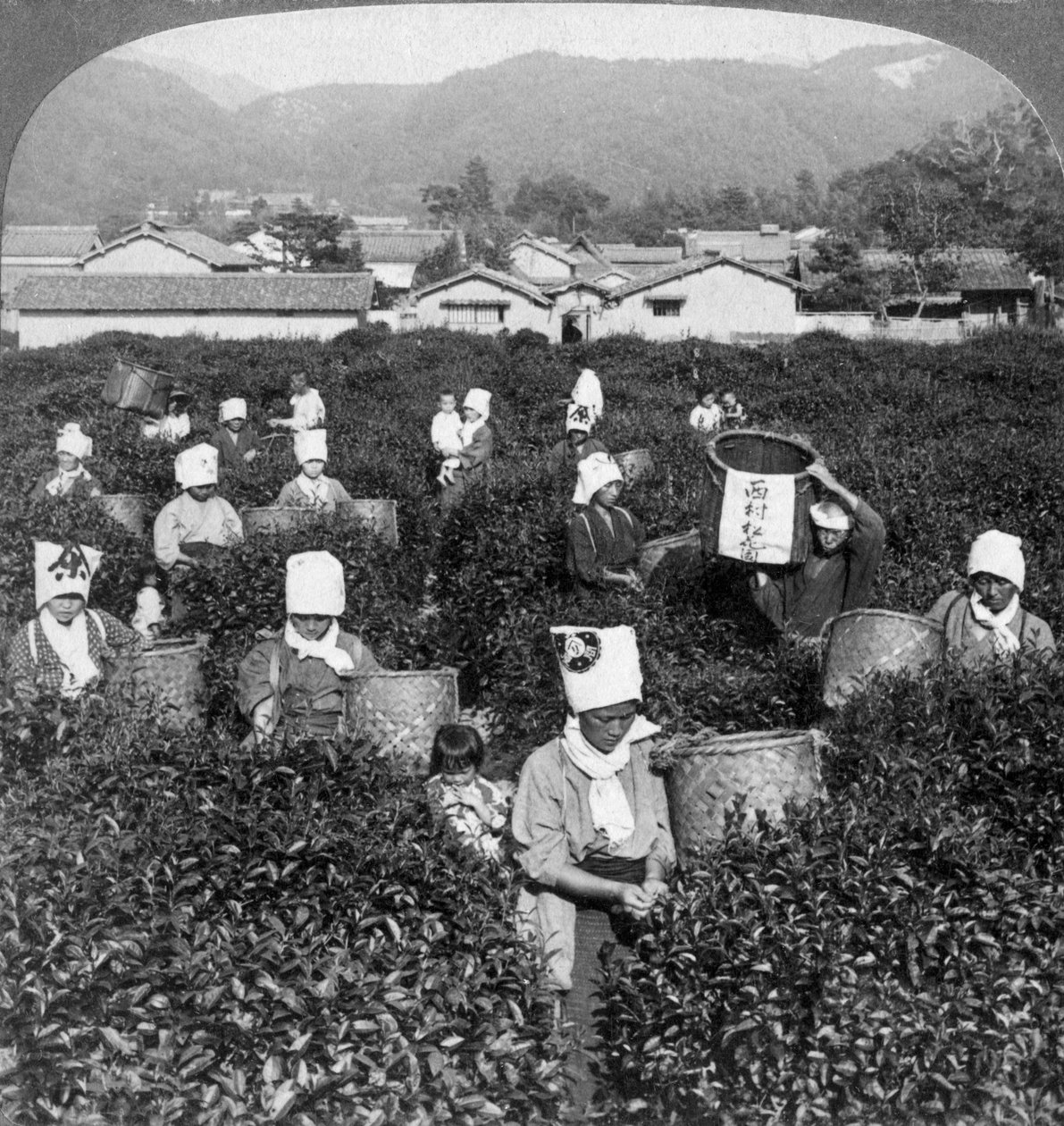 Teplockning i Uji, Japan, 1904. av Underwood and Underwood