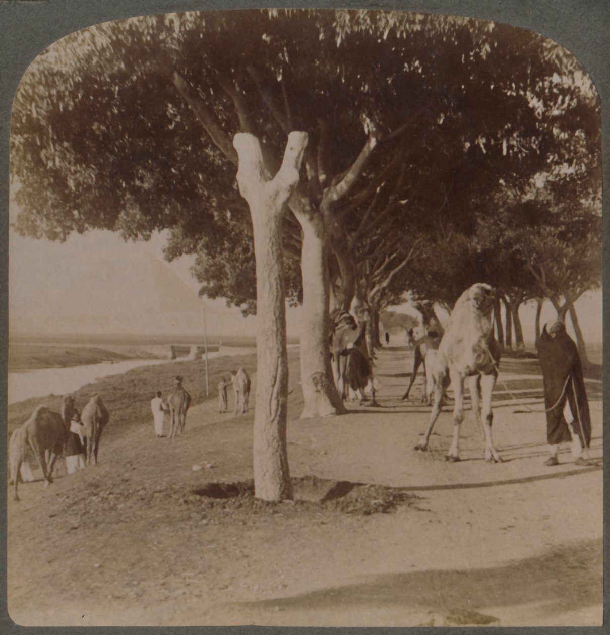 Vägen till pyramiderna, Egypten, 1896. av Underwood and Underwood