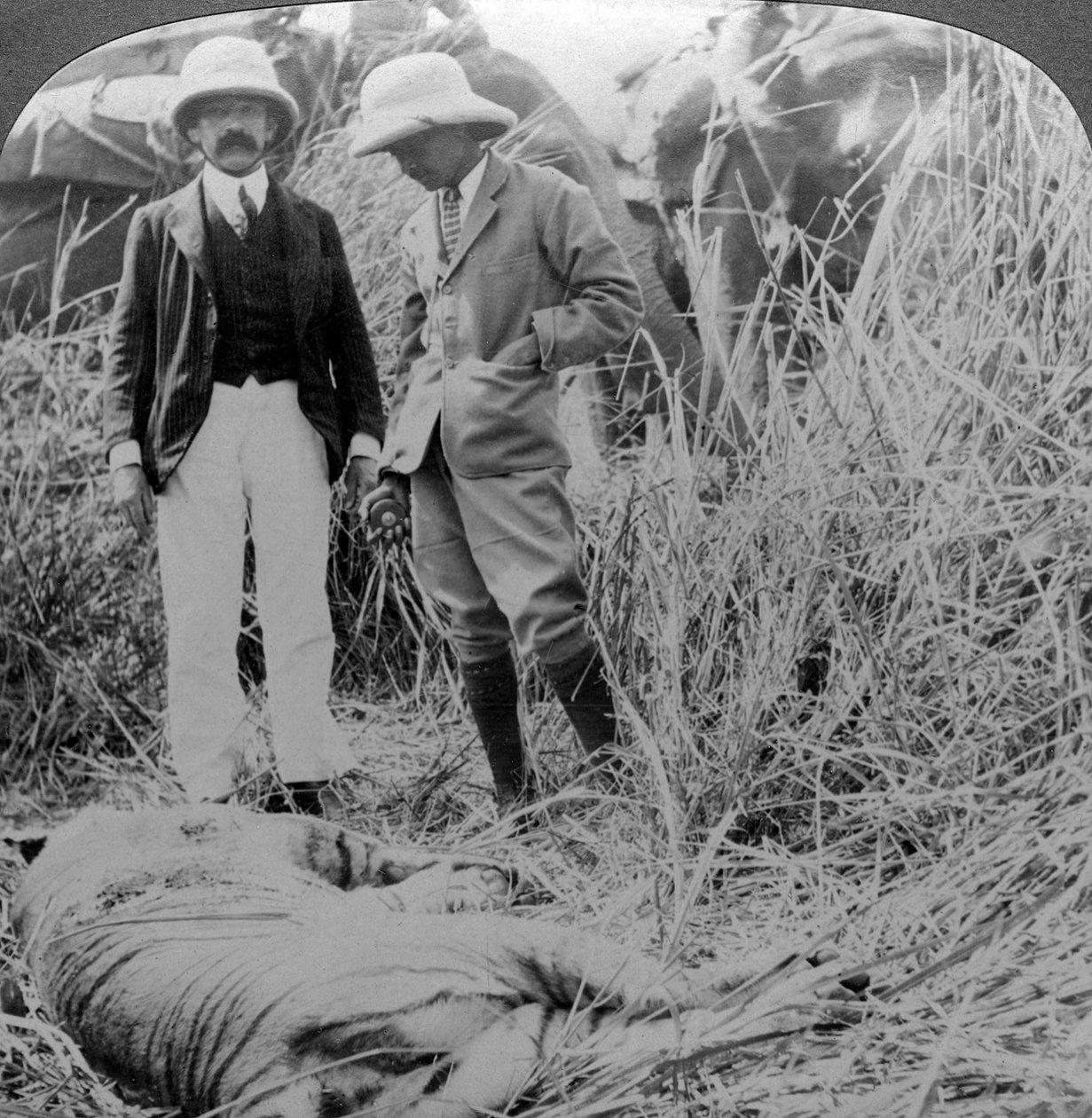 Den döda maneatern, Behar-djungeln, Indien, c1900-talet. av Underwood and Underwood