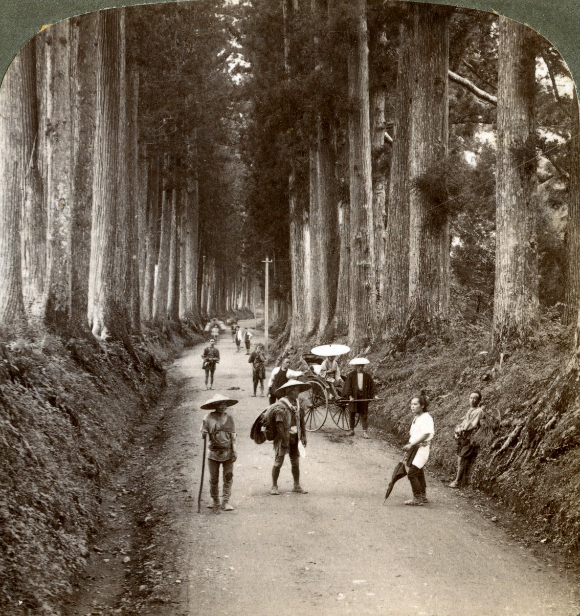 Dungarna var Guds första tempel, avenyn med ädla kryptomerier i Nikko, Japan, 1904 av Underwood and Underwood