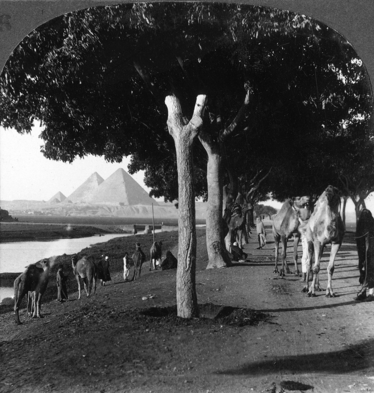 Vägen till pyramiderna, Giza, Egypten, 1905. av Underwood and Underwood