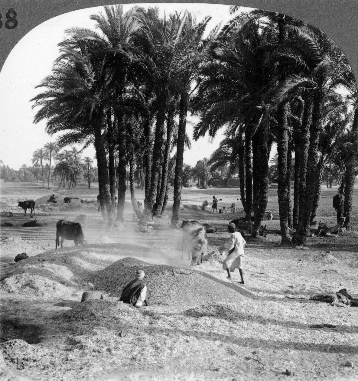 Spädningen av spannmålen efter tröskningen, Egypten, 1905. av Underwood and Underwood