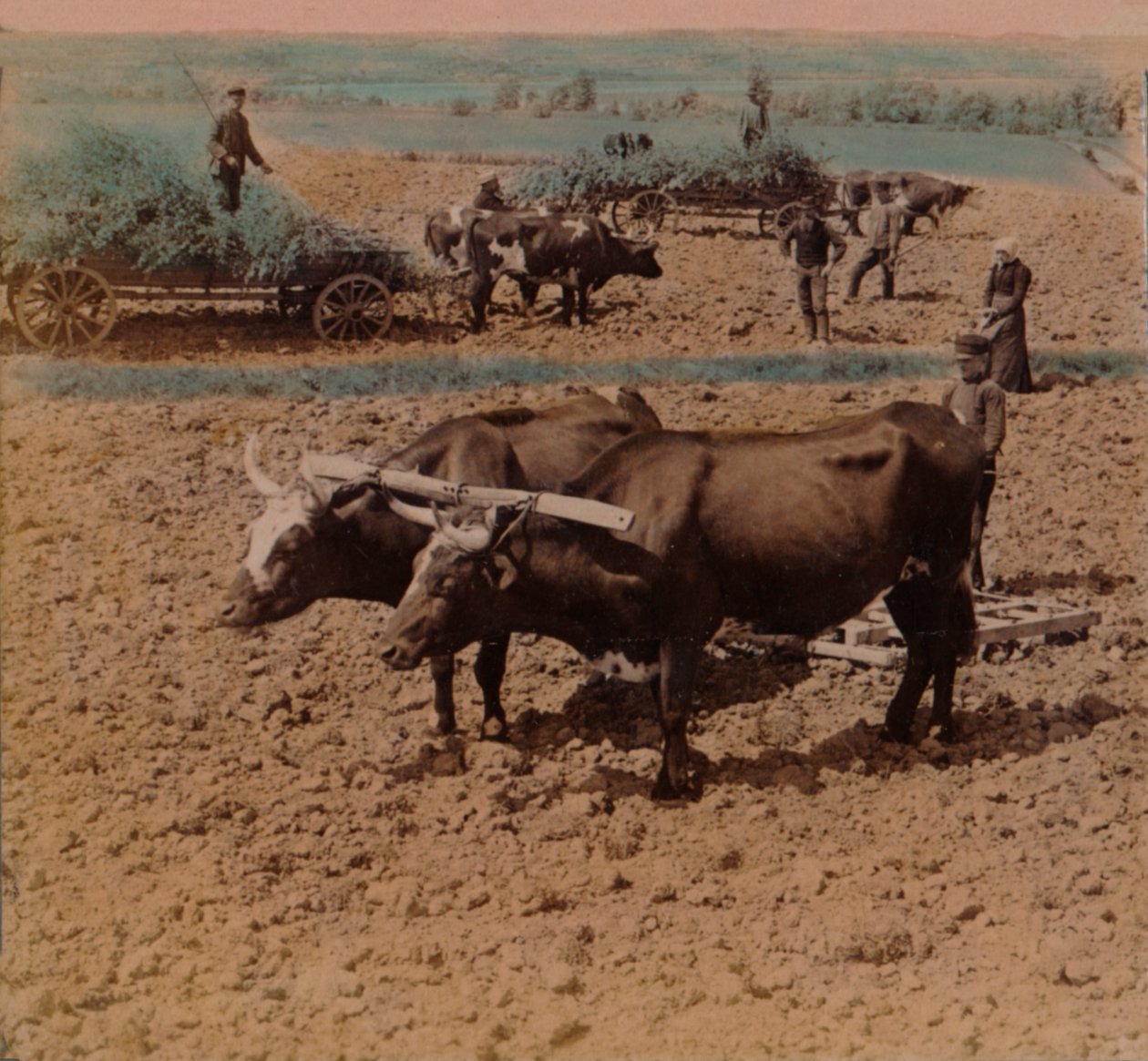 Sparsamma lantfolk med sin boskap i arbete på en gård nära Jönköping, Sverige, 1905. Konstnärer: Elmer Underwood, Bert Elias Underwood. av Underwood and Underwood