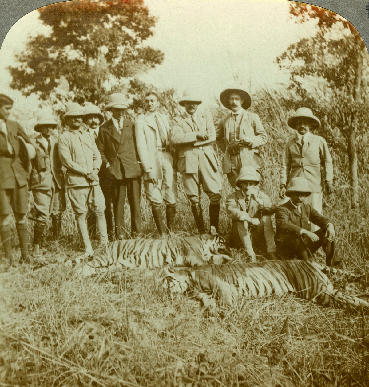 Tigerjakt, Cooch Behar, Västbengalen, Indien, c1900-talet. av Underwood and Underwood