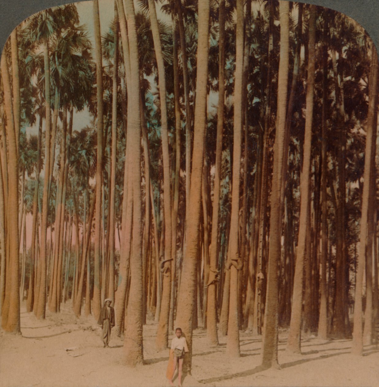 Toddy palmer 100 fot höga, Pagan, Burma, 1907. Konstnärer: Elmer Underwood, Bert Elias Underwood. av Underwood and Underwood