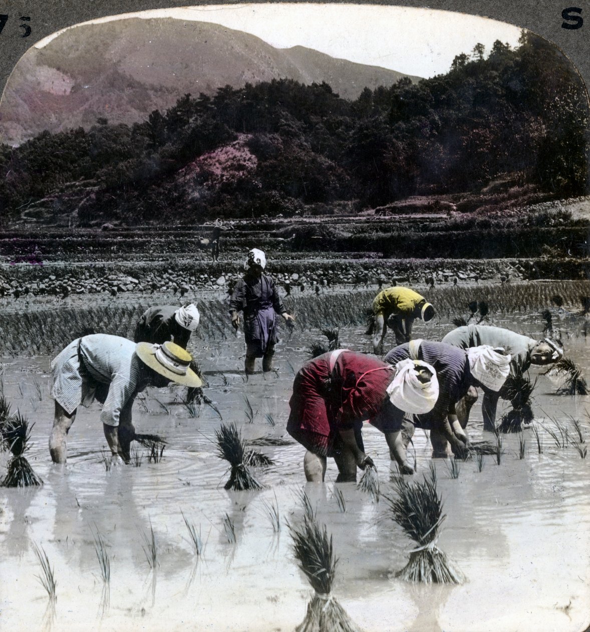 Transplantering av ris i ett risfält, Japan, 1904. av Underwood and Underwood