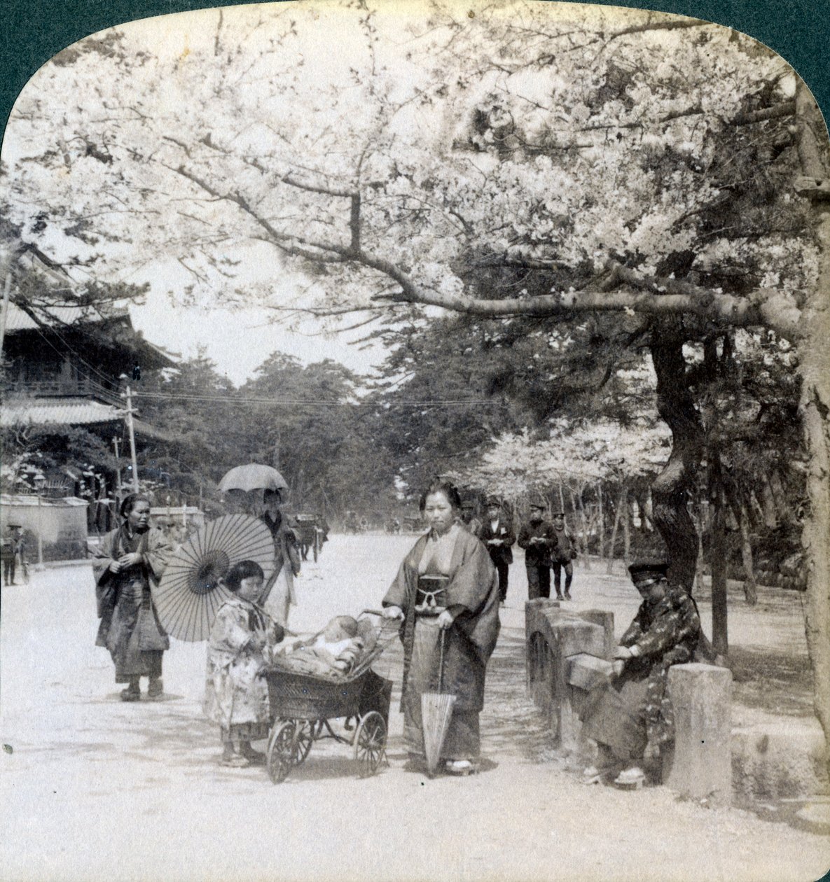 Under körsbärsblommorna, med utsikt mot nordost längs huvudgatan i Shiba Park, Tokyo, Japan, 1904 av Underwood and Underwood