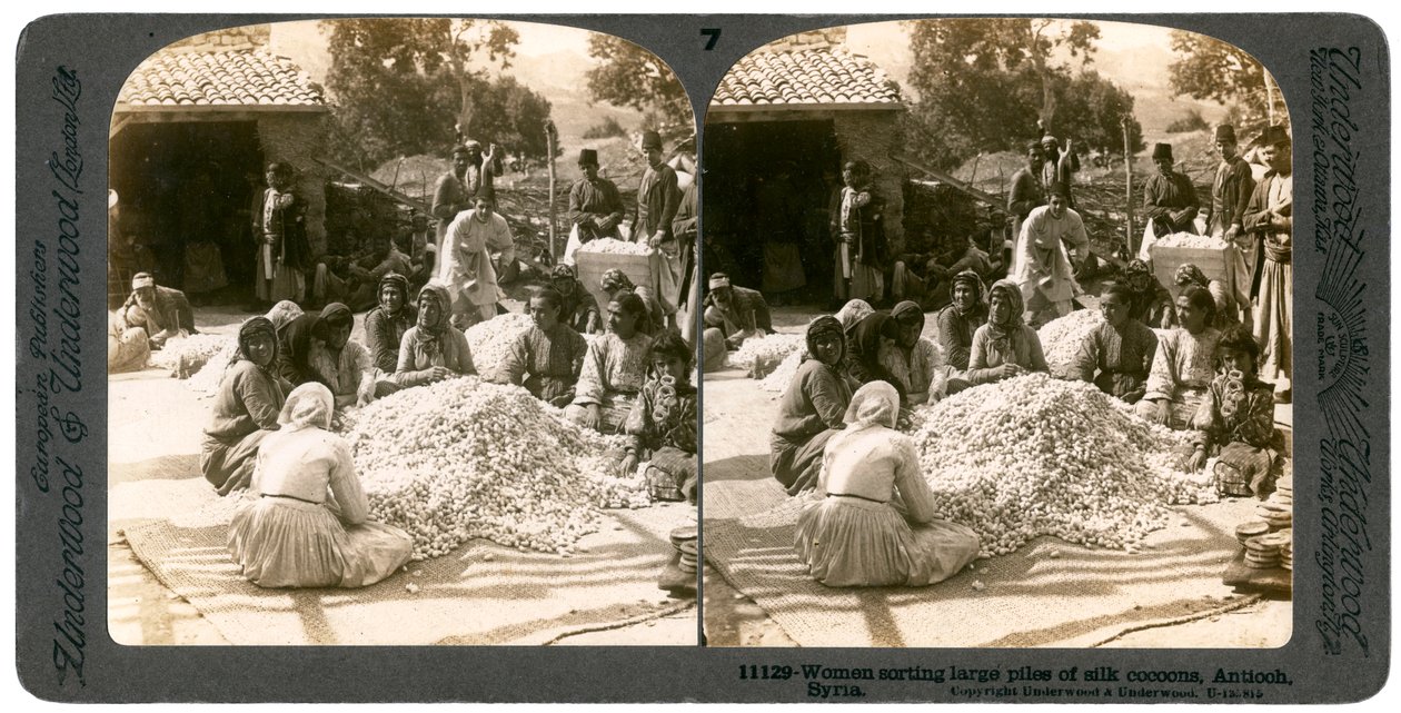 Kvinnor sorterar stora högar av sidenkokonger, Antiokia, Syrien, 1900-talet. av Underwood and Underwood