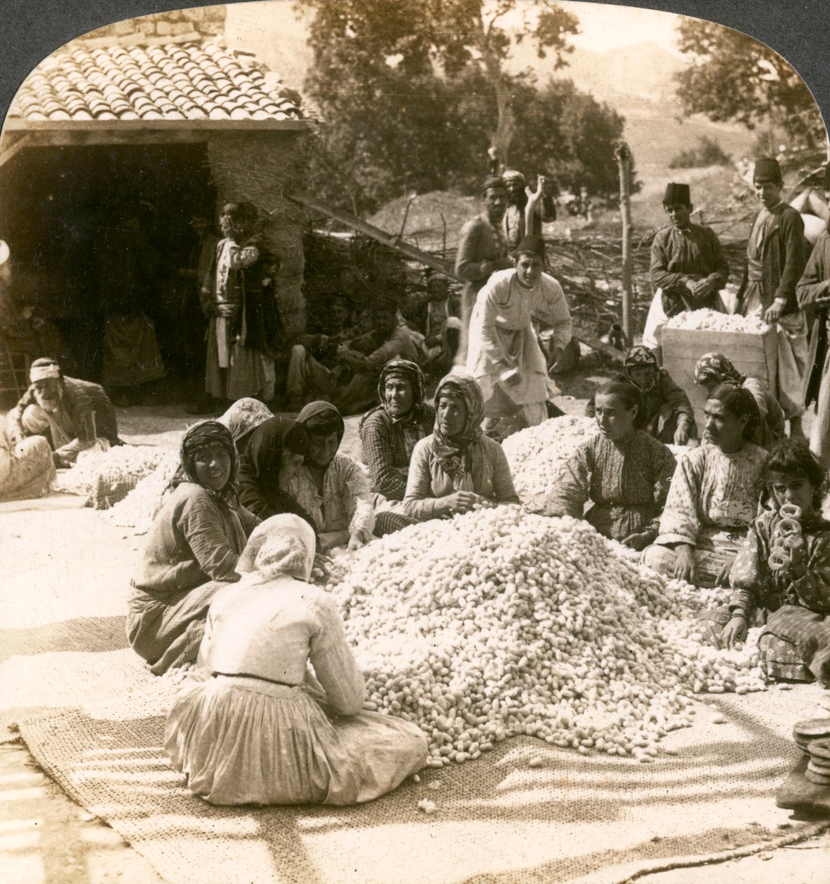 Kvinnor sorterar stora högar av sidenkokonger, Antiokia, Syrien, 1900-talet. av Underwood and Underwood