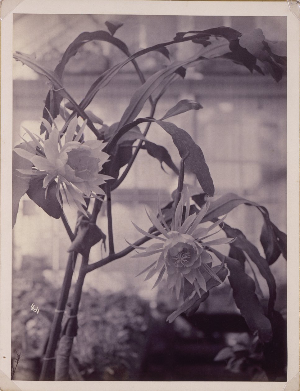 [Nattblommande Cereus, I blom] av Unidentified