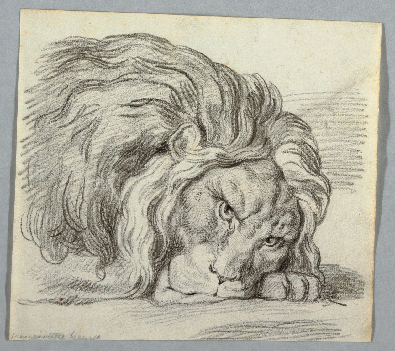 Ritning, studie av ett lejon av Unknown