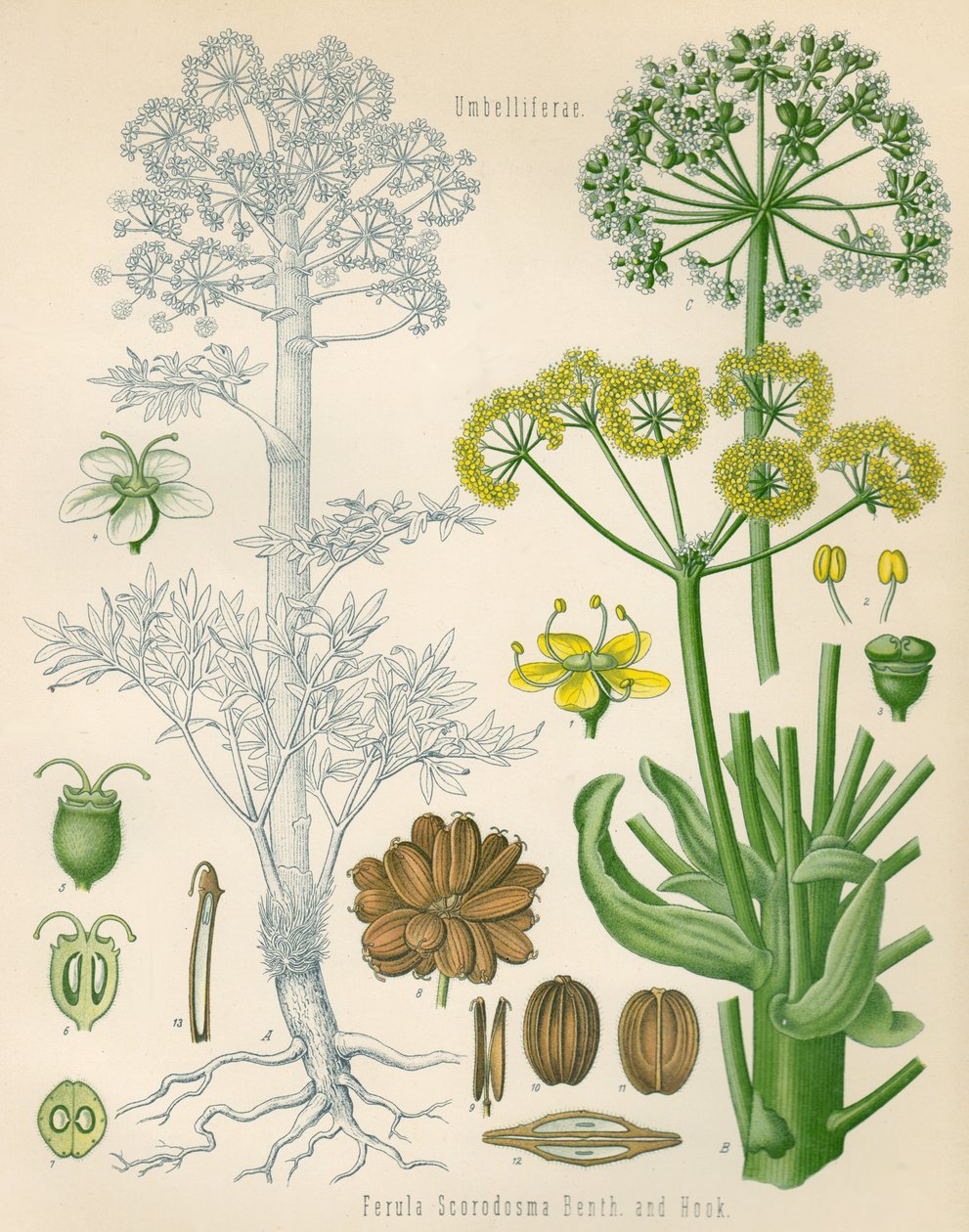 Abbildung von Ferula assa-foetida av Unknown