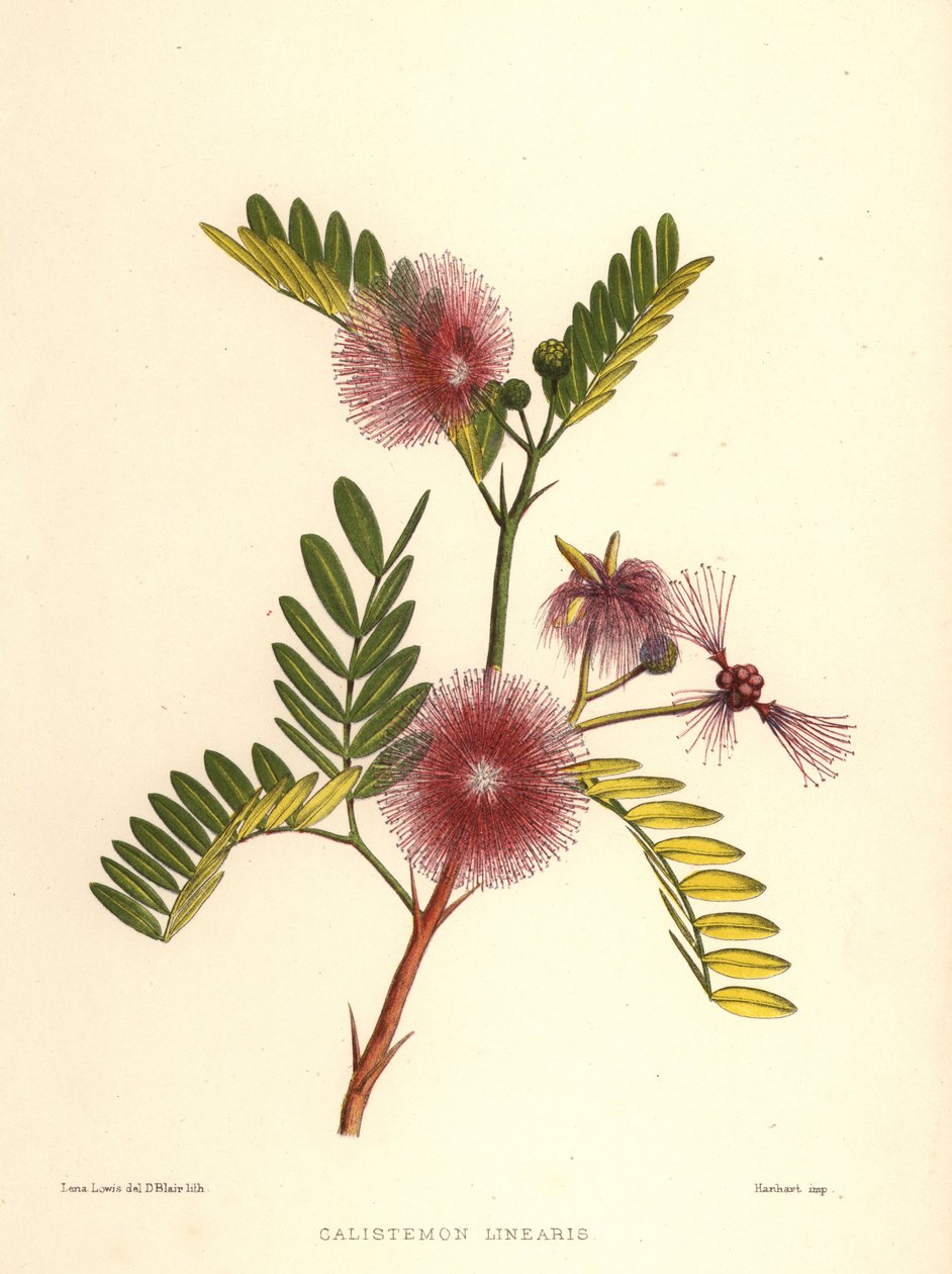 Flaskborste, Callistemon linearis (Calistemon linearis) av Unknown