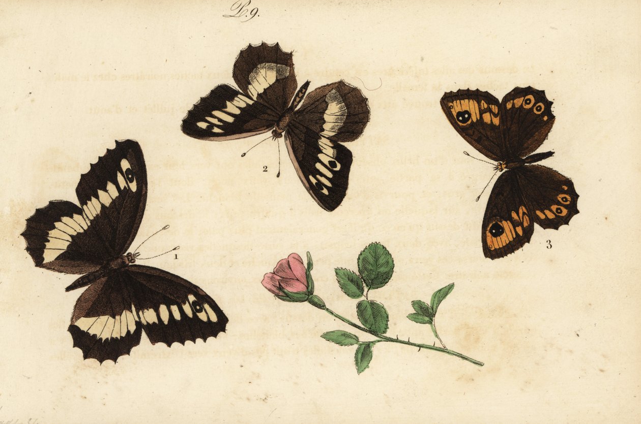 Storbandad harr, Brintesia circe 1, eremit, Chazara briseis 2 och storväggbrun, Lasiommata maera 3 av Unknown