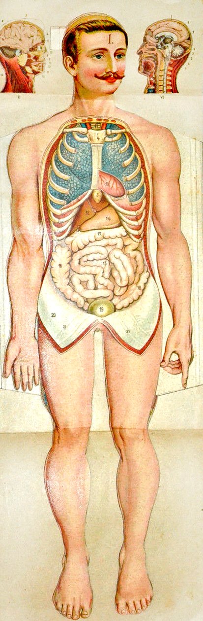 Human Anatomy utfällbar utbildningsmodell, c. 1895 av Unknown