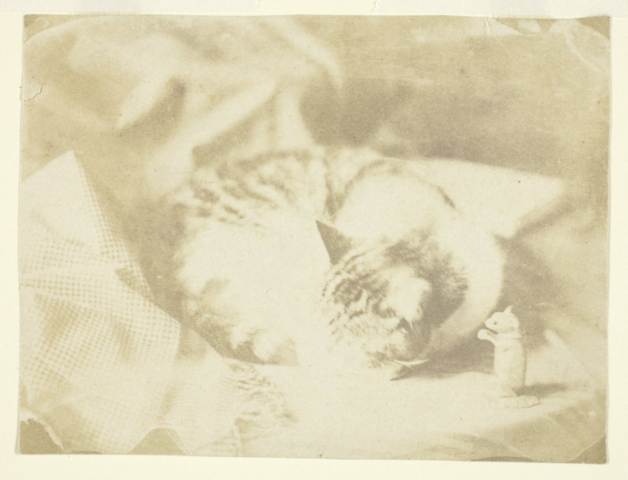 Mrs Craiks katt av Unknown