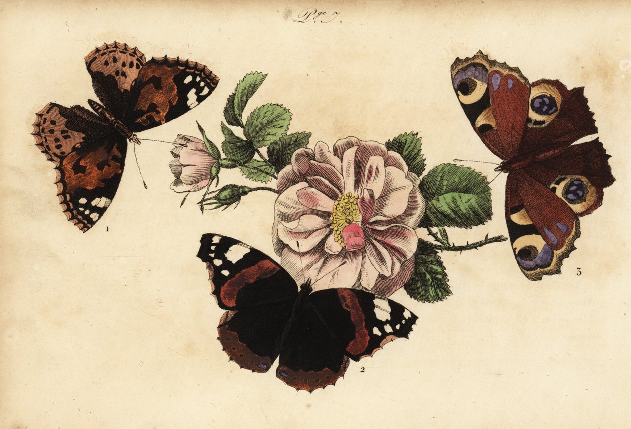 Målad damfjäril, Vanessa cardui 1, röd amiral, Vanessa atalanta 2 och europeisk påfågel, Aglais io 3 av Unknown