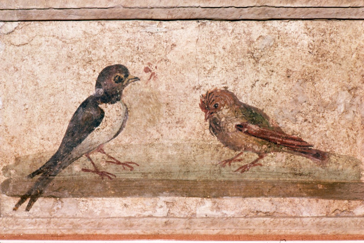 Svala och sparv, romersk väggmålning från Boscoreale nära Pompeji, 1:a århundradet av Unknown