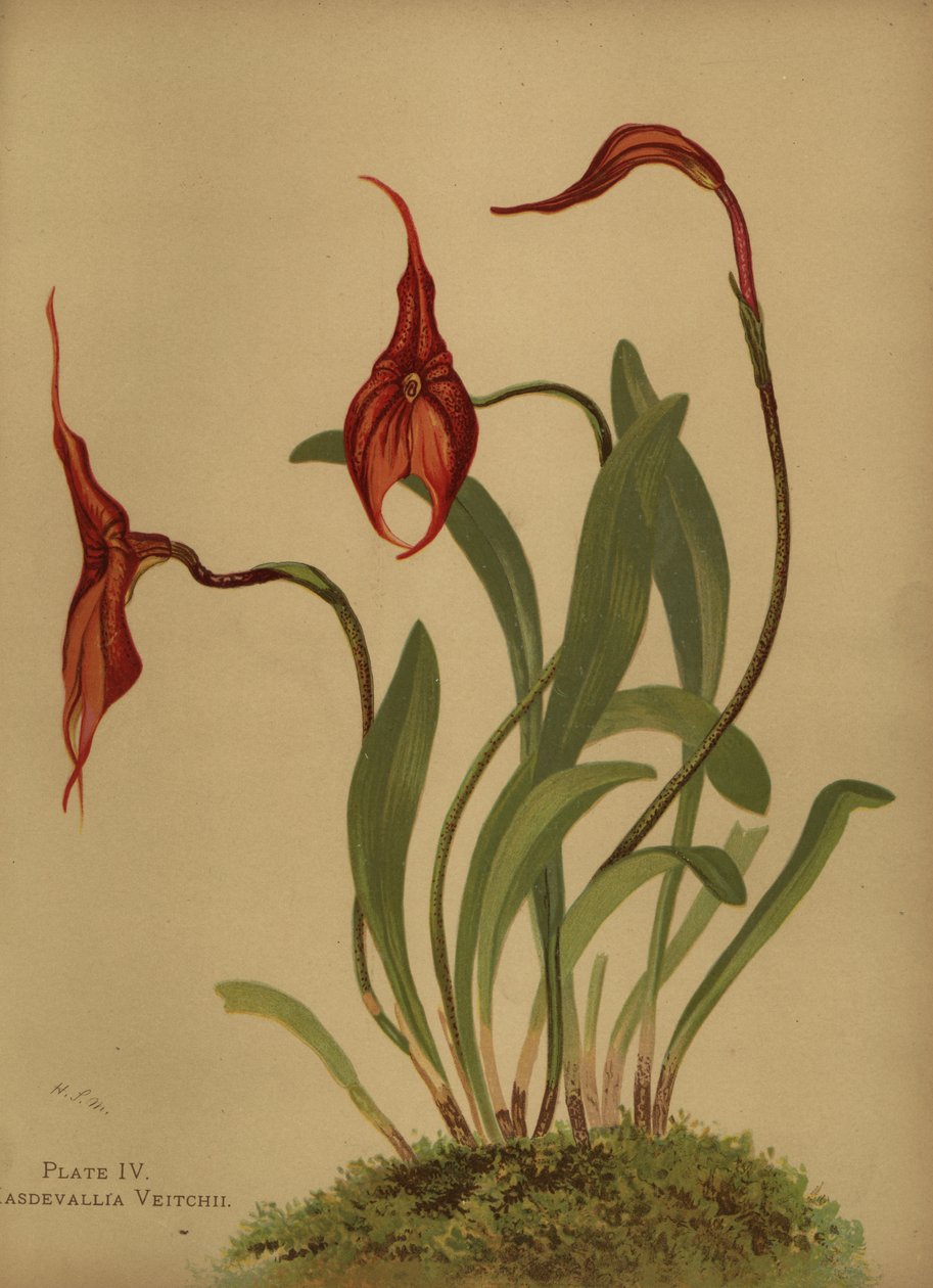 Veitchs masdevallia eller kung av masdevallias, Masdevallia veitchiana av Unknown