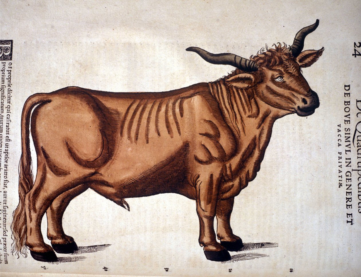 Ett nötkött från Historia Animalium av Conrad Gesner, Tiguri 1560. Biblioteca Nazionale Braidense. Milano av Unknown artist