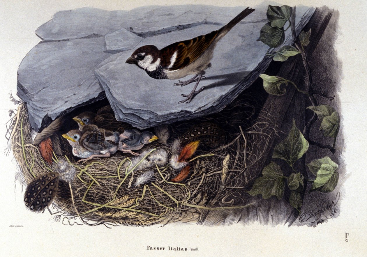 En tavla som representerar en vanlig fågel (eller sparv) nära sitt bo. av Unknown artist