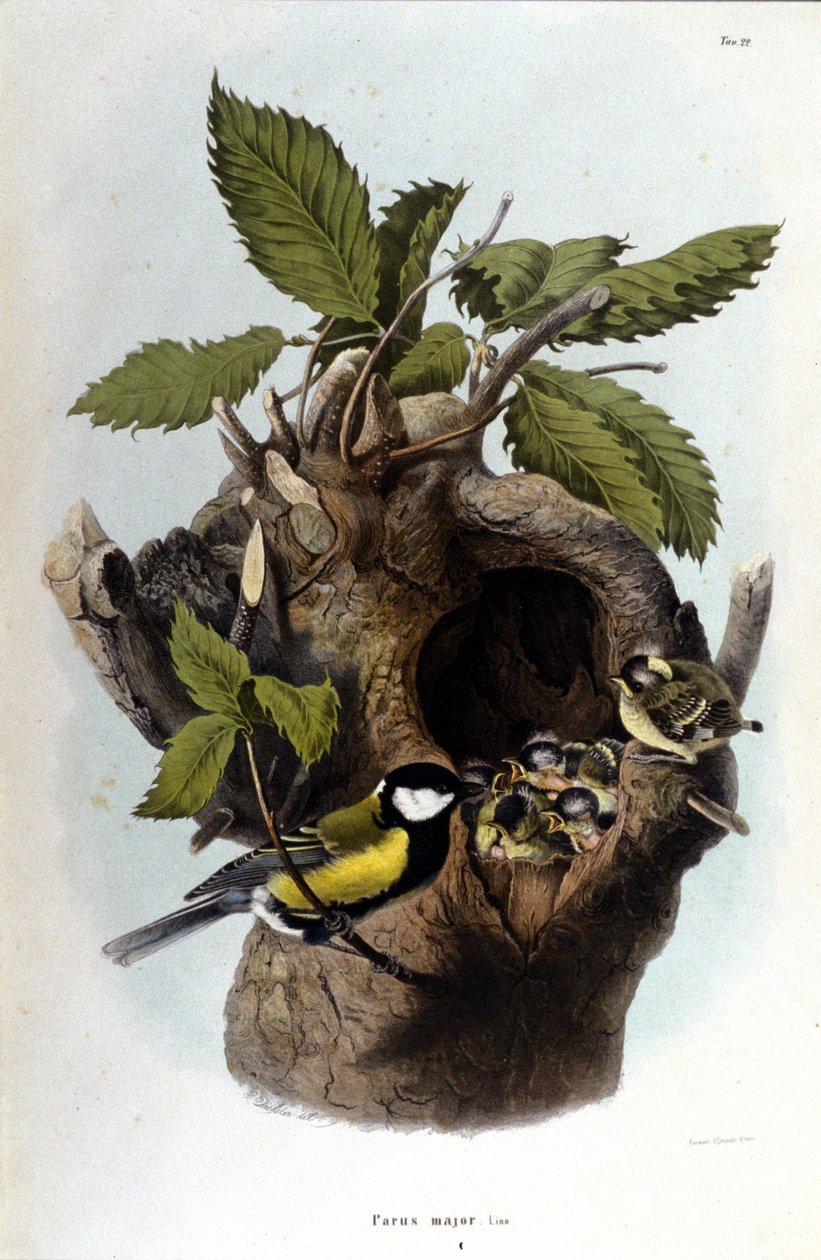 En tavla som representerar en vanlig fågel (eller sparv) nära sitt bo. av Unknown artist