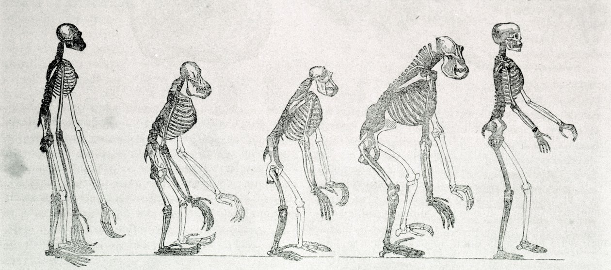 En jämförelsestudie av människans och apors skelett: gibbon, orangoutan (orangutang, orangoutang, orangutang), schimpans och gorilla. av Unknown artist