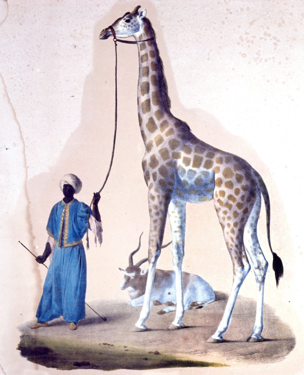 En giraff och hennes tränare på cirkusen. Litografi av Unknown artist
