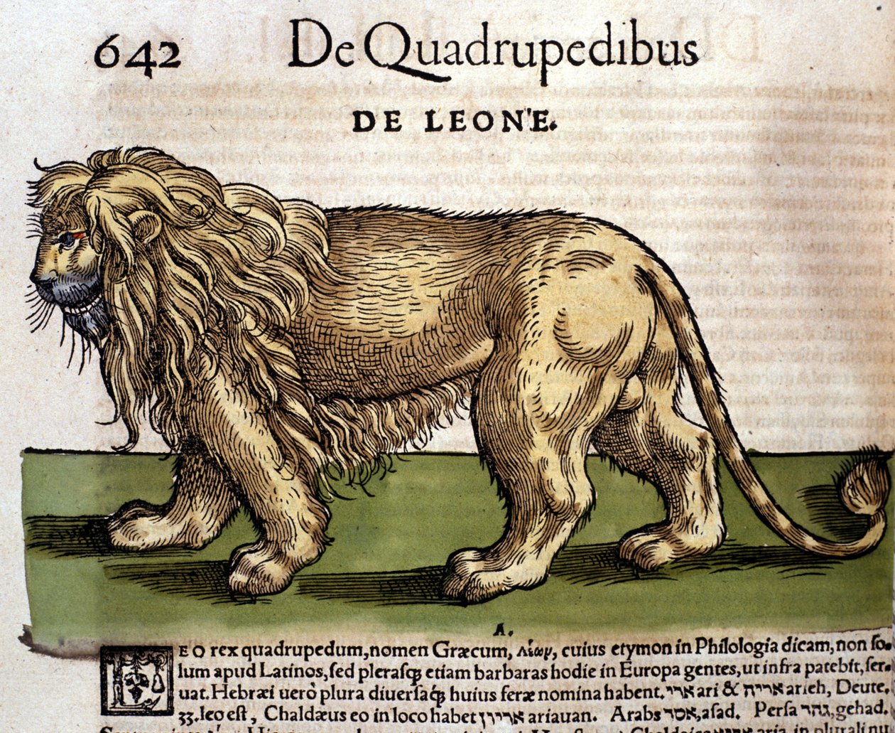 Ett lejon efter "History of Animals" av Conrad Gesner, Tiguri av Unknown artist