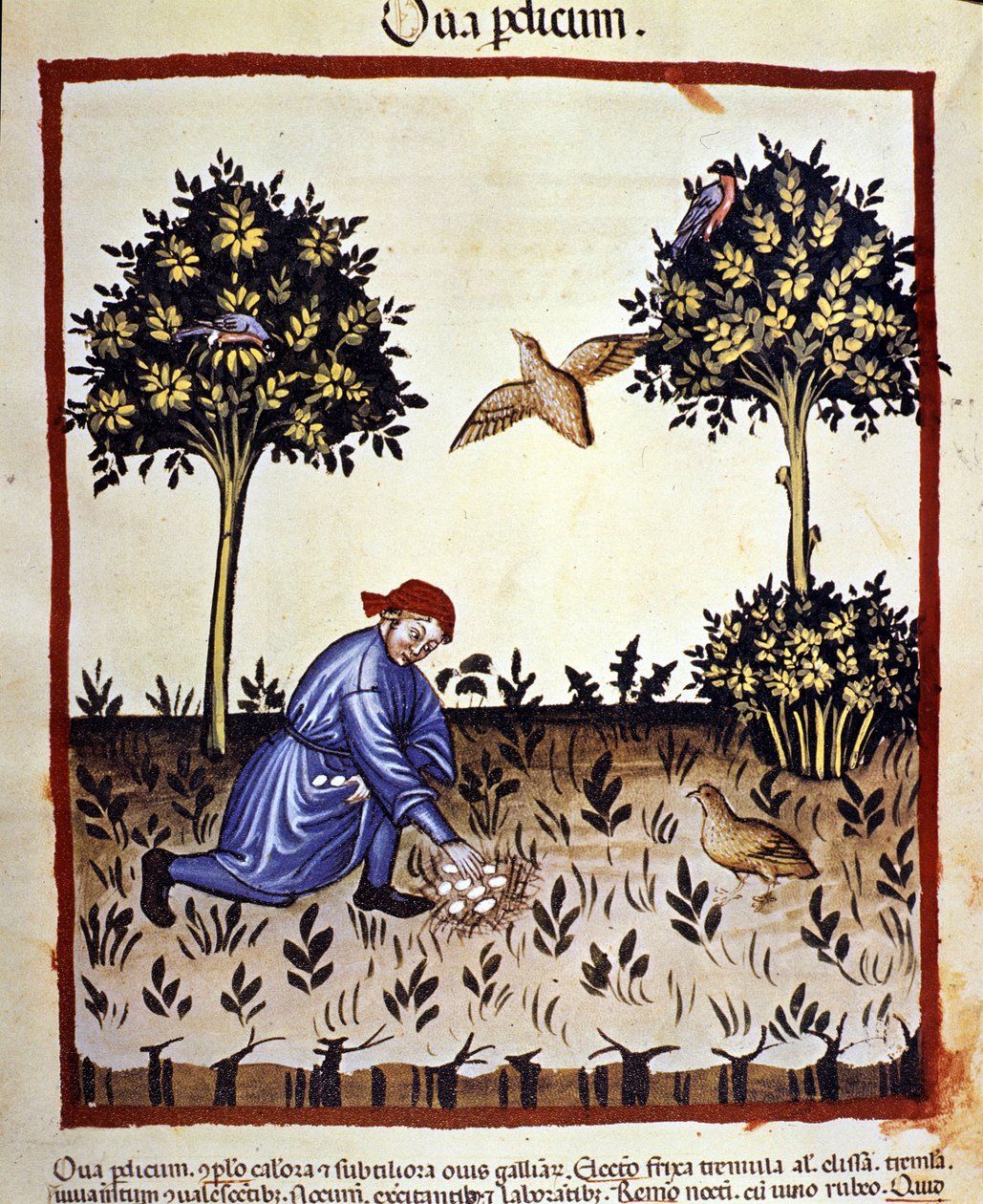 En man plockar ägg från ett rapphönsbo. Belysning från mjölkning av medicin och diet "" Tacuinum sanitatis"" av Unknown artist