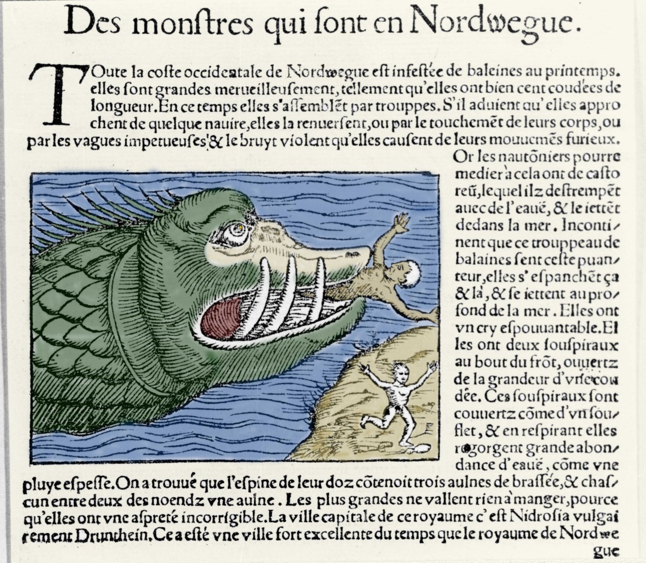 Ett marint monster slår en simmare nära Norges kust. Gravyr av Olaus Magnus (1490 - 1557), svensk religiös och geograf, "Historia de Gentis Septentrionalibus", Venedig av Unknown artist