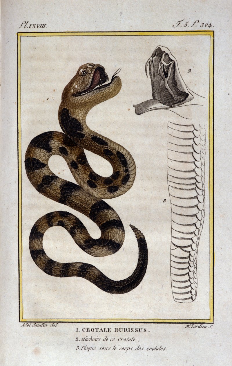 En skallerorm. Plåten hämtad från en naturhistorisk behandling av "" Works of Buffon"" av naturforskaren Georges Louis Leclerc, greve av Buffon (1707 - 1788). 1800-talet av Unknown artist