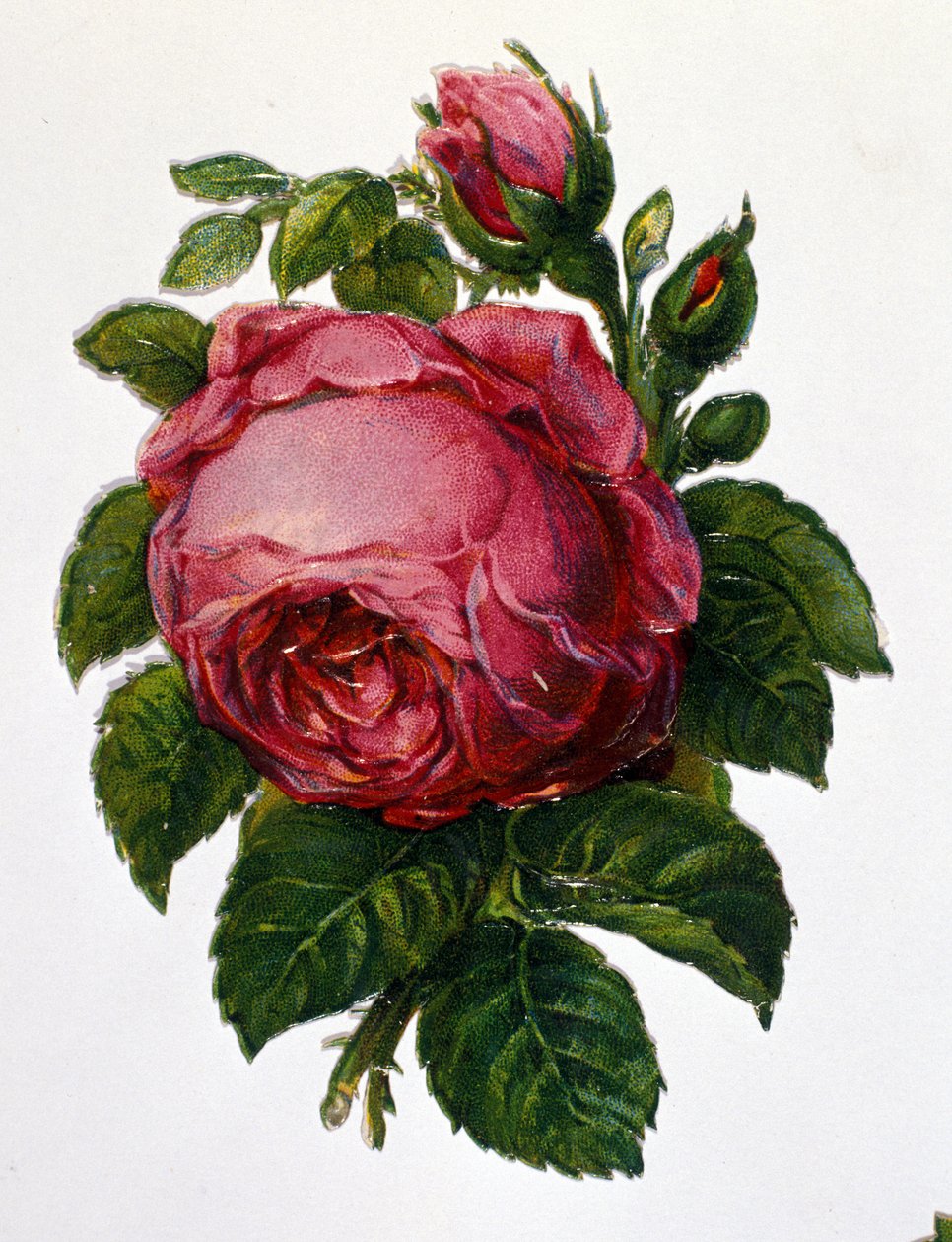En ros av Unknown artist