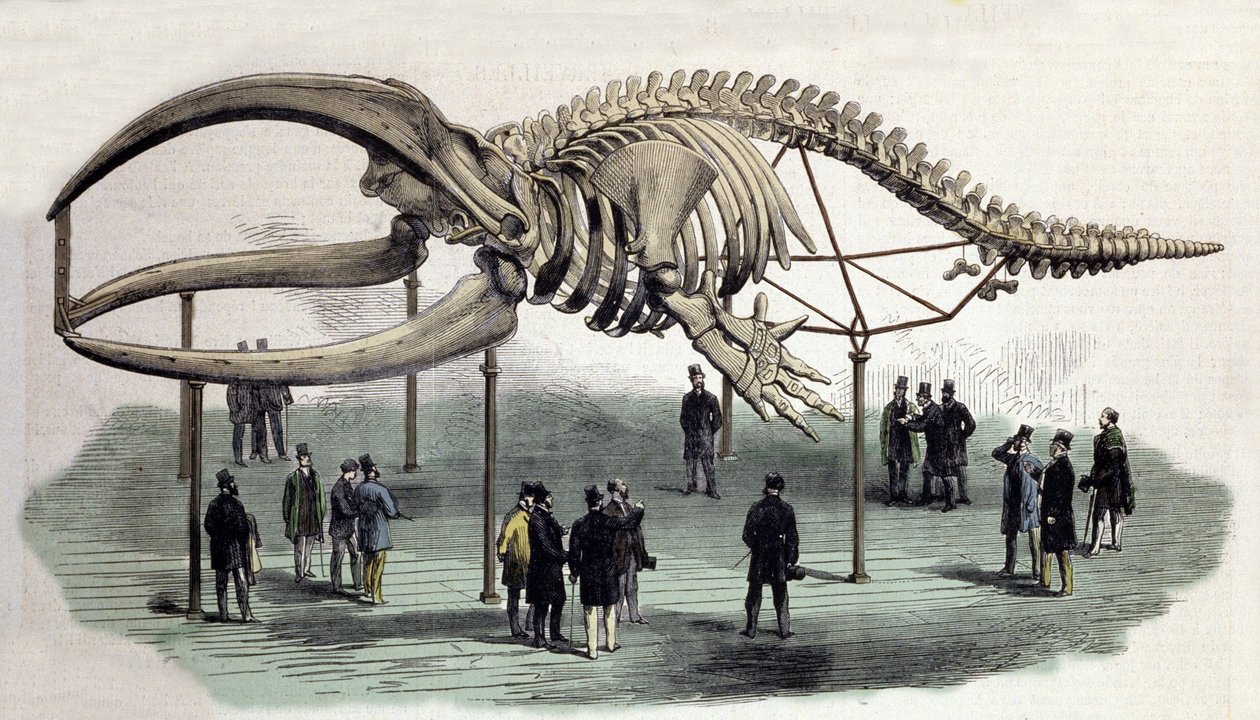 Ett skelett av valar vid Royal College of Surgeons i London. 1800-talsgravyr av Unknown artist