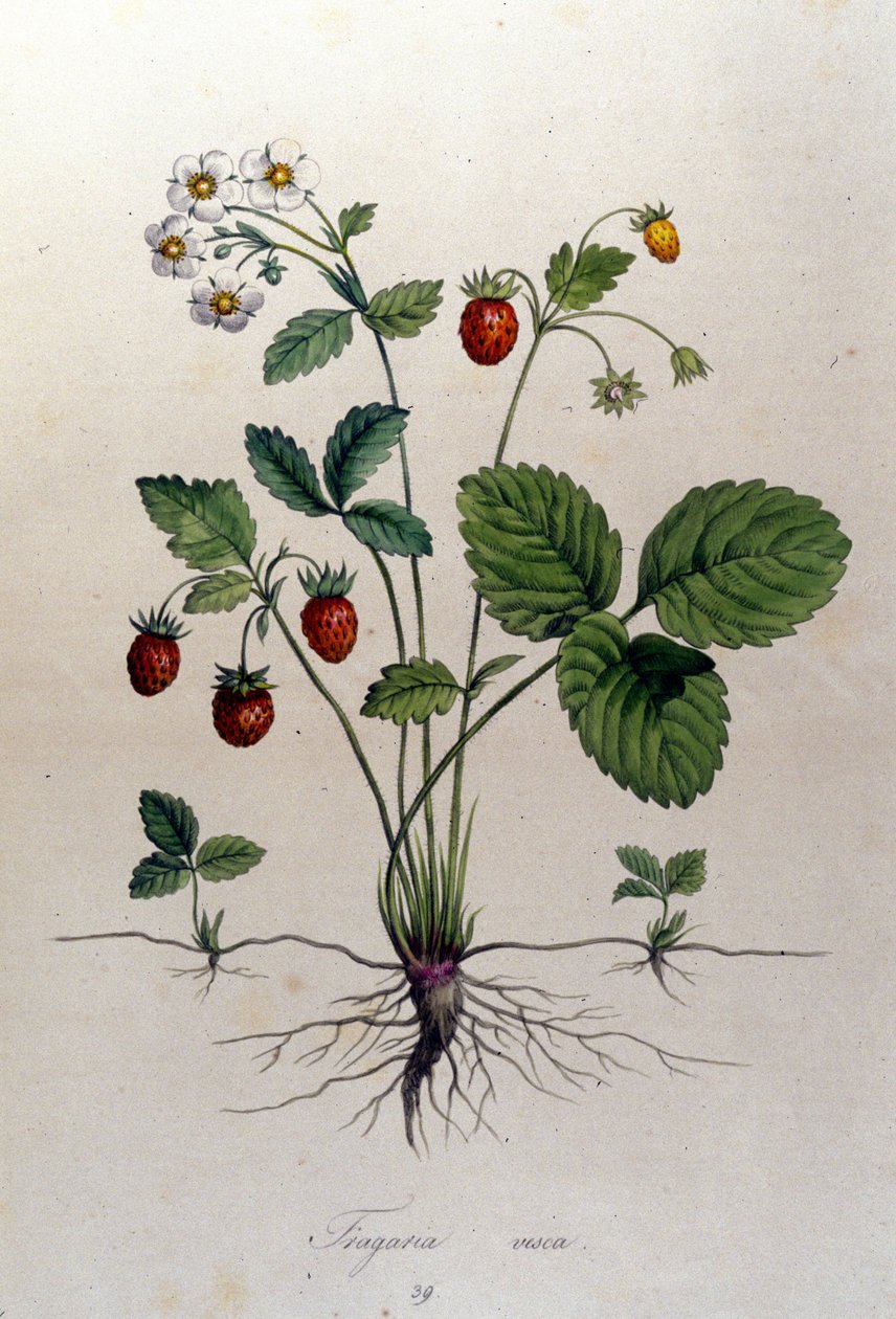 Ett jordgubbsträd och dess frukter: botanisk tavla från 1800-talet. av Unknown artist
