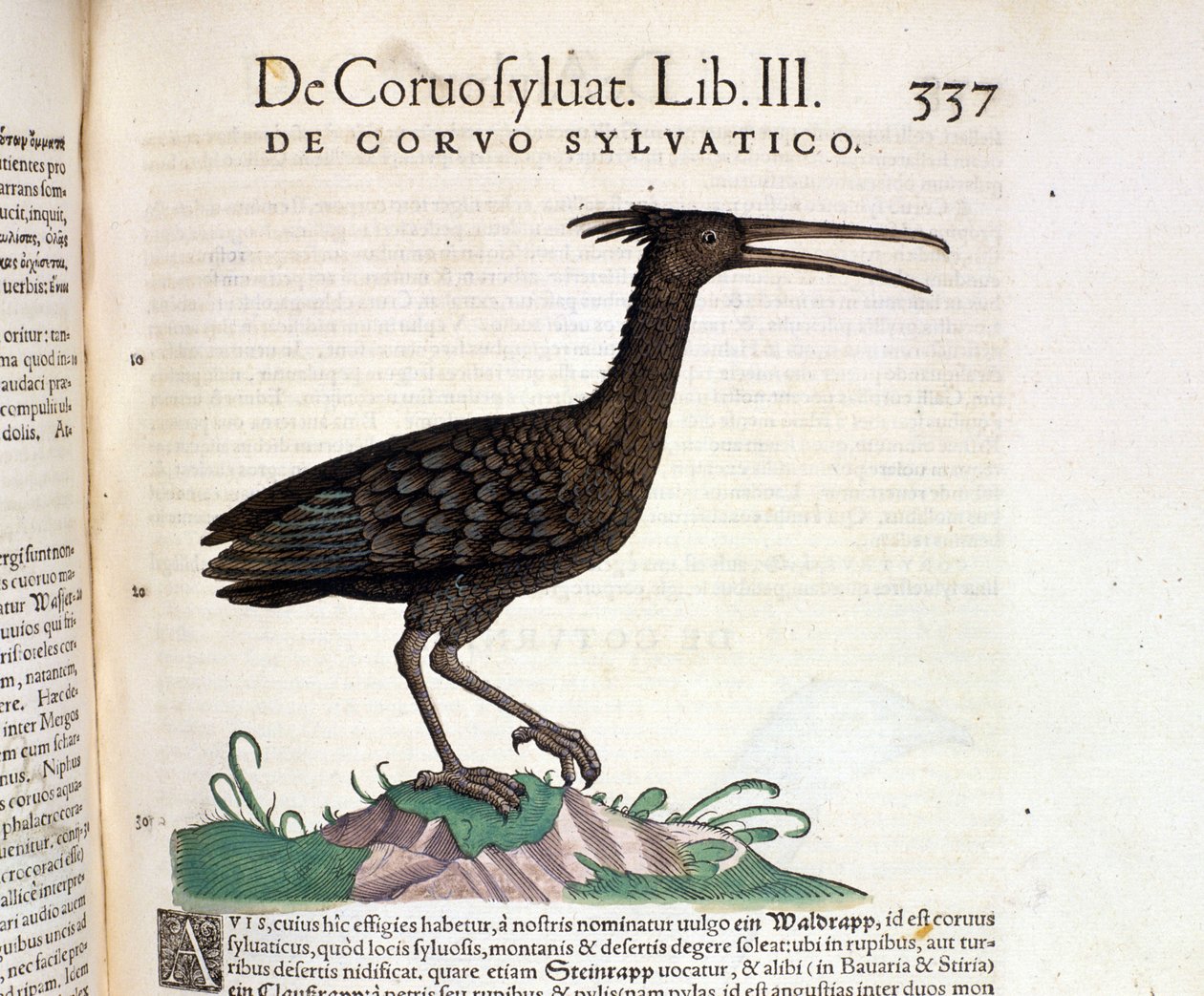 En vild korp från Historia Animalium av Conrad Gesner, Tiguri 1560. Biblioteca Nazionale Braidense. Milano av Unknown artist