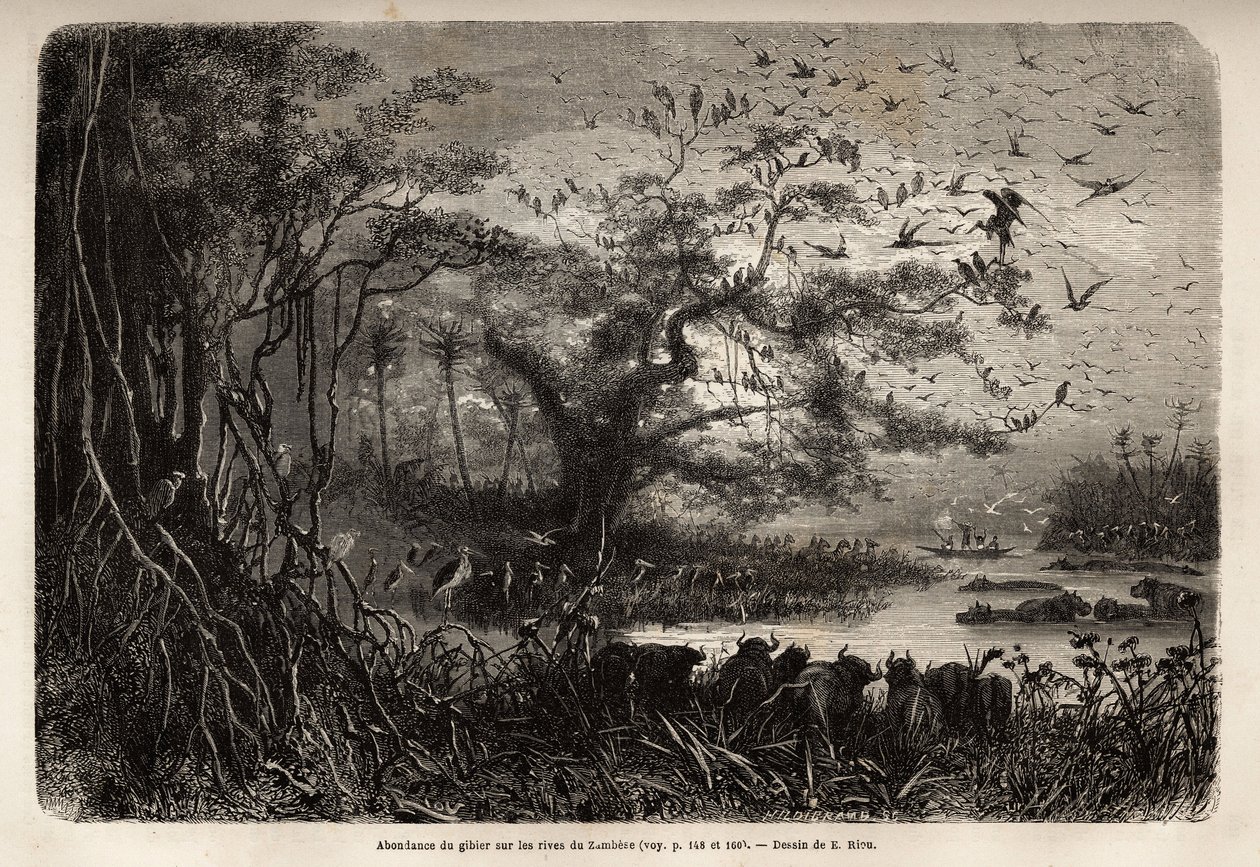 Överflöd av vilt på stranden av Zambese. Gravyr för att illustrera Dr. Livingstones första resor till södra Afrika från 1840 till 1856, i "Le tour du monde, nouveau journal des voyages"" publicerad under ledning av Edouard Charton av Unknown artist