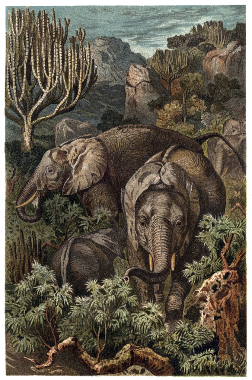 Afrikansk elefant (Loxodonta) - Afrikansk elefant (Loxodonta) - gravyr från "" Brehms djurliv"" av Alfred Edmund Brehm (1829-1884) av Unknown artist